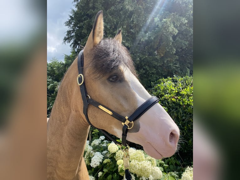 German Riding Pony Stallion 3 years 14,2 hh in Wipperf&#xFC;rth