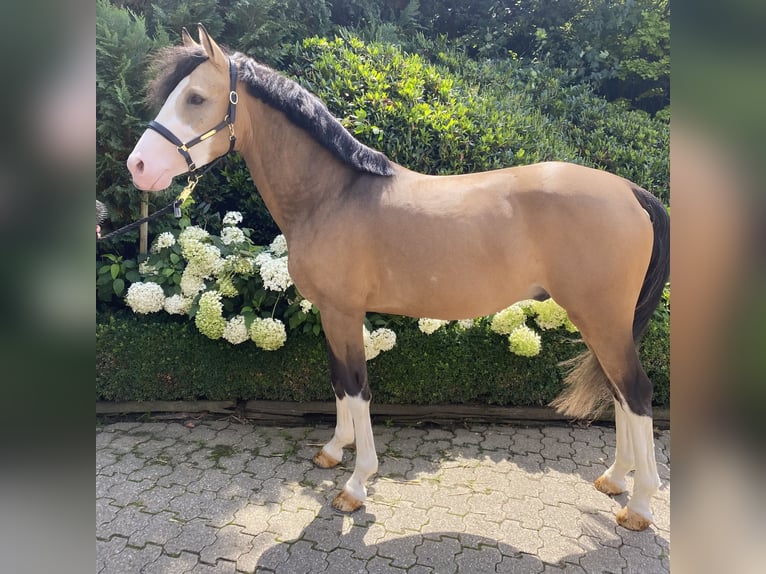 German Riding Pony Stallion 3 years 14,2 hh in Wipperf&#xFC;rth