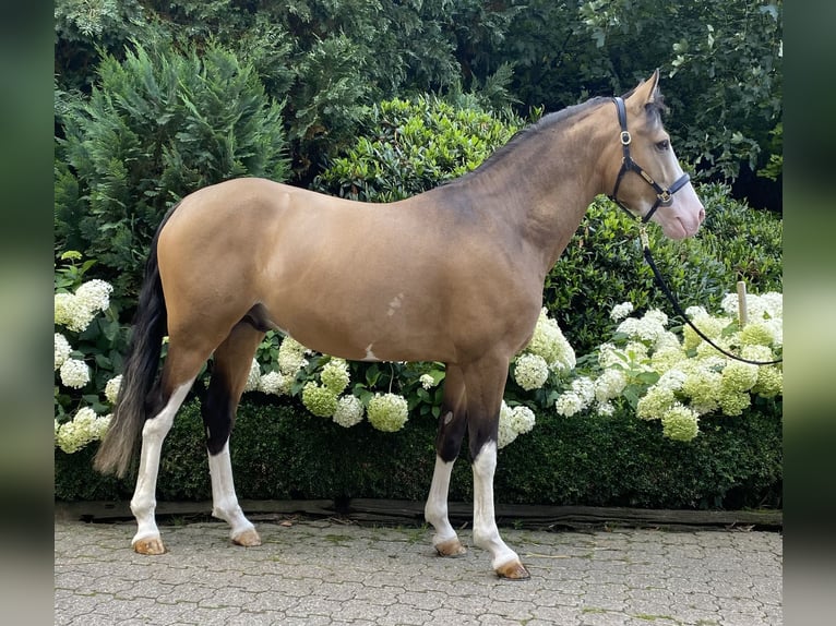 German Riding Pony Stallion 3 years 14,2 hh in Wipperf&#xFC;rth