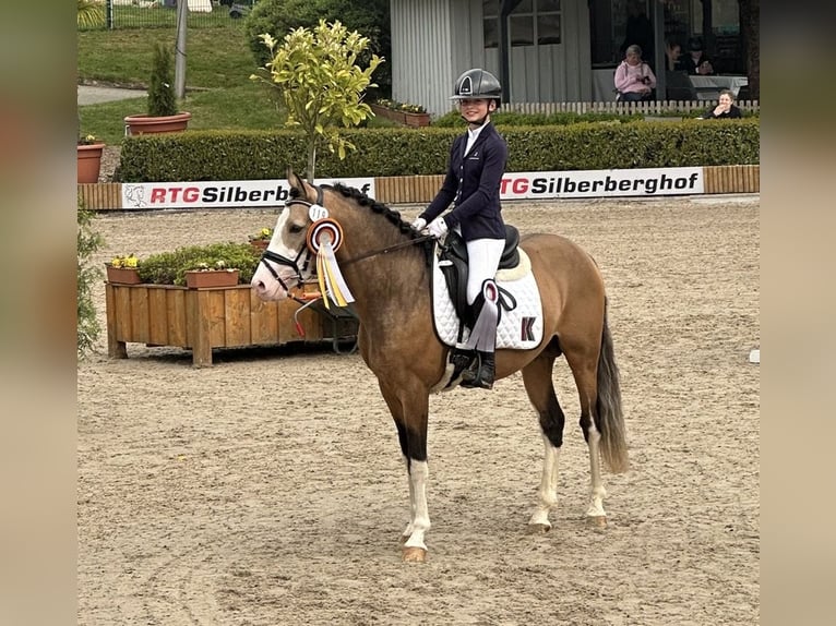 German Riding Pony Stallion 3 years 14,2 hh in Wipperf&#xFC;rth
