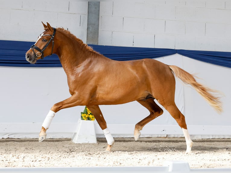 German Riding Pony Stallion 3 years 14,2 hh Dun in Marsberg