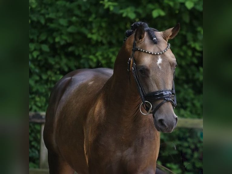 German Riding Pony Stallion 3 years 14,3 hh Buckskin in Heemskerk