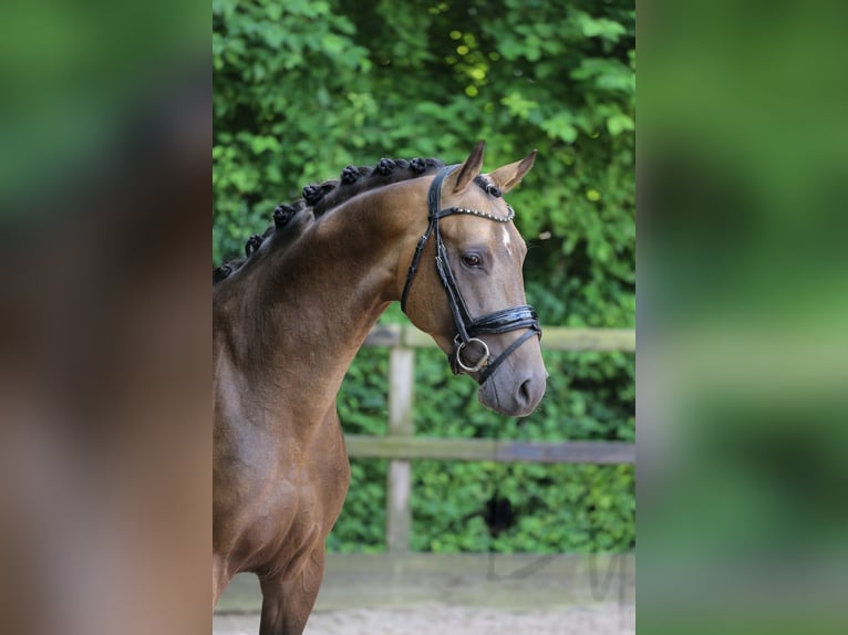 German Riding Pony Stallion 3 years 14,3 hh Buckskin in Heemskerk