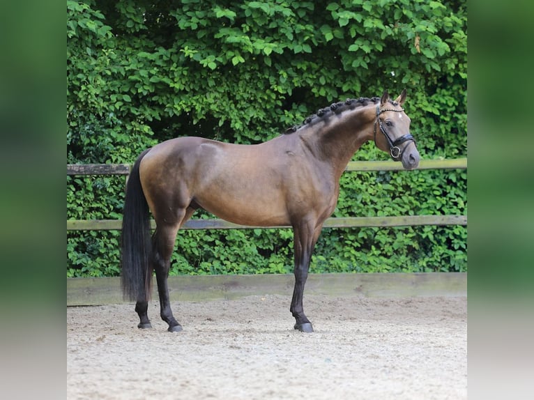 German Riding Pony Stallion 3 years 14,3 hh Buckskin in Heemskerk