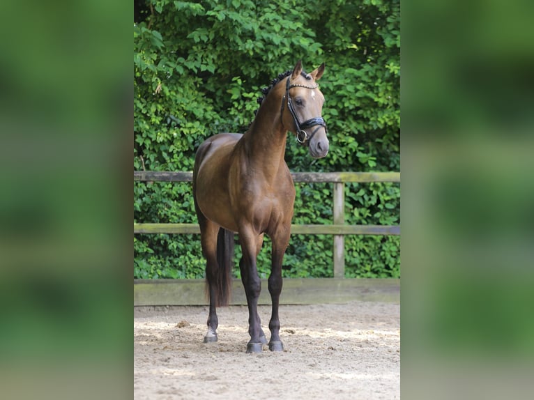 German Riding Pony Stallion 3 years 14,3 hh Buckskin in Heemskerk