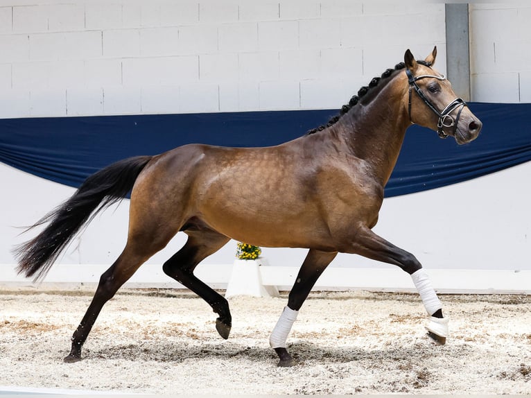 German Riding Pony Stallion 3 years 14,3 hh Dun in Marsberg
