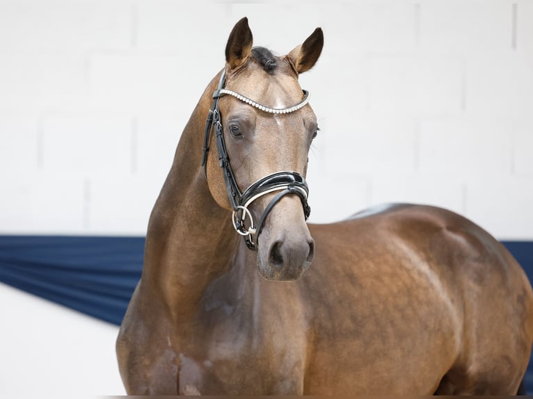 German Riding Pony Stallion 3 years 14,3 hh Dun in Marsberg