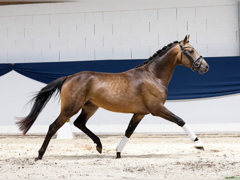 German Riding Pony Stallion 3 years 14,3 hh Dun in Marsberg