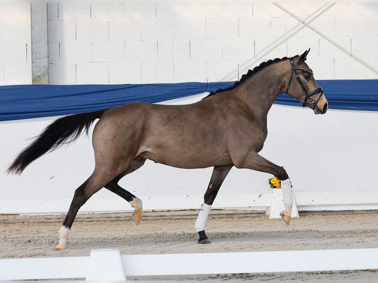German Riding Pony Stallion 3 years 14,3 hh Dun in Marsberg