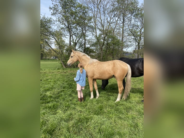 German Riding Pony Stallion 3 years 15,2 hh Palomino in Bunschoten-spakenburg