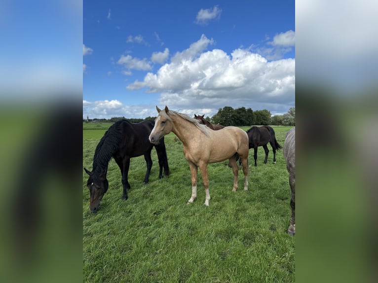 German Riding Pony Stallion 3 years 15,2 hh Palomino in Bunschoten-spakenburg