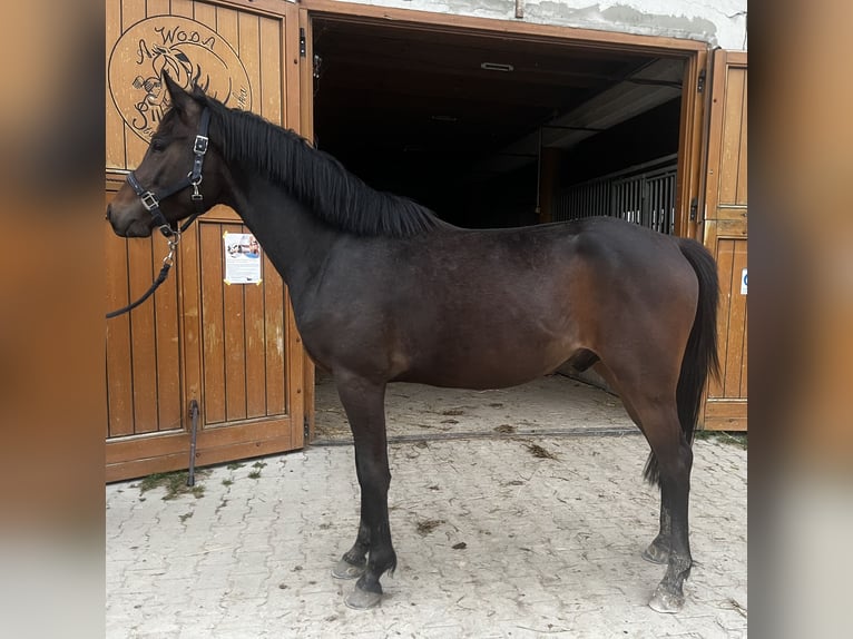 German Riding Pony Stallion 3 years 15 hh Bay-Dark in Wielogłowy, Chełmiec, Nowosądecki, MAŁOPOLSKIE