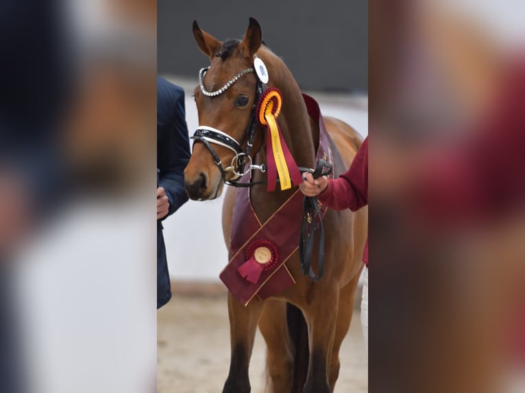 German Riding Pony Stallion 3 years 15 hh Brown in Rehburg-Loccum Münchehagen