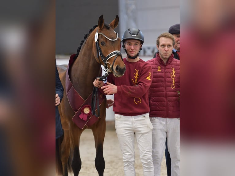 German Riding Pony Stallion 3 years 15 hh Brown in Rehburg-Loccum Münchehagen