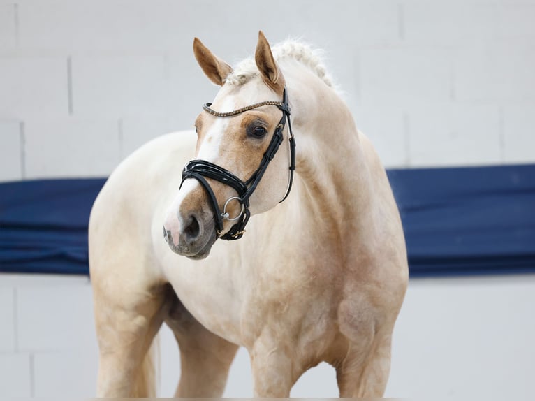 German Riding Pony Stallion 3 years 15,2 hh Palomino in Marsberg