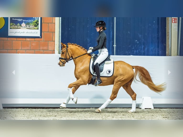 German Riding Pony Stallion 3 years Chestnut-Red in Mönchengladbach