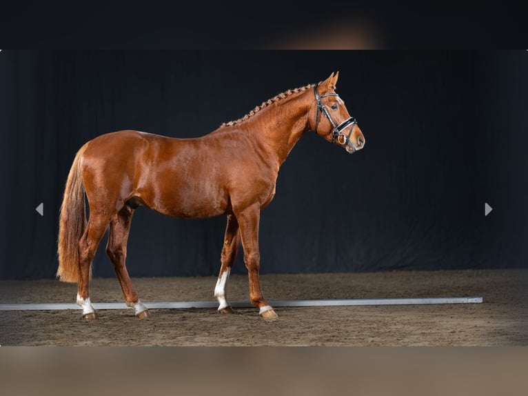 German Riding Pony Stallion 3 years Chestnut-Red in Mönchengladbach
