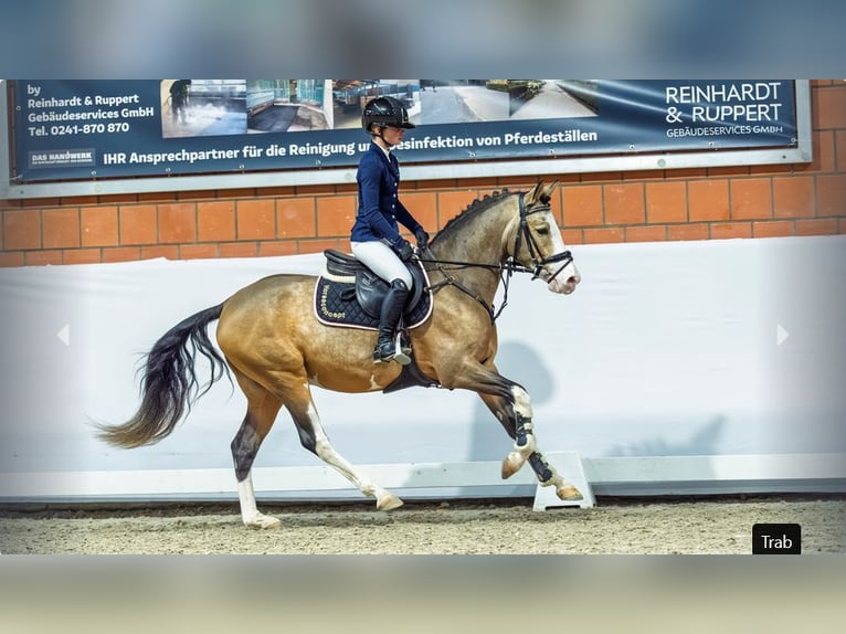 German Riding Pony Stallion 3 years Dun in Mönchengladbach