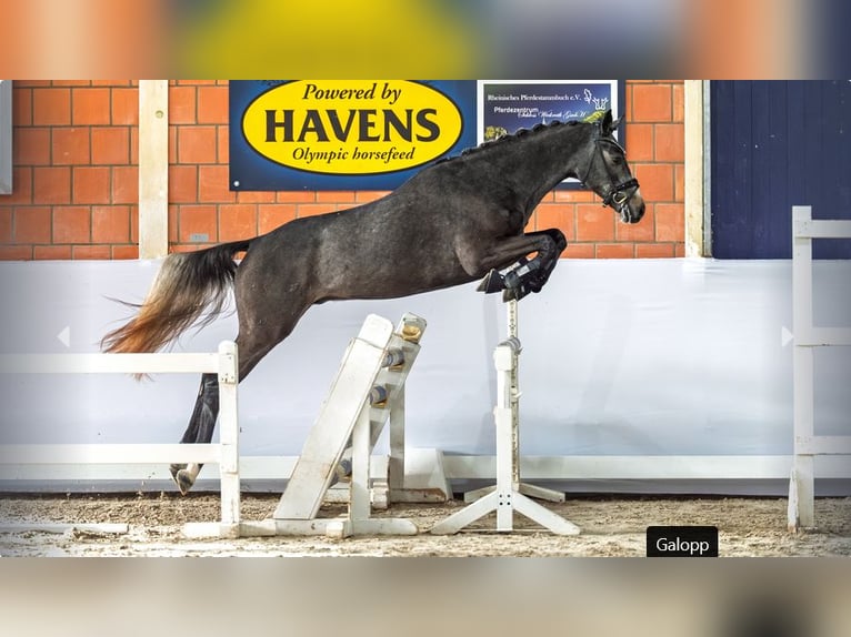 German Riding Pony Stallion 3 years Grey-Dark-Tan in Mönchengladbach