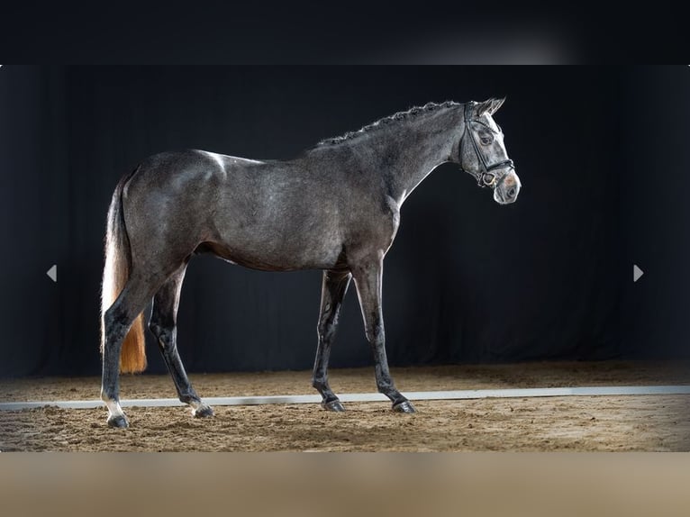 German Riding Pony Stallion 3 years Grey-Dark-Tan in Mönchengladbach