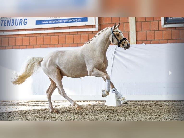 German Riding Pony Stallion 3 years Palomino in Mönchengladbach