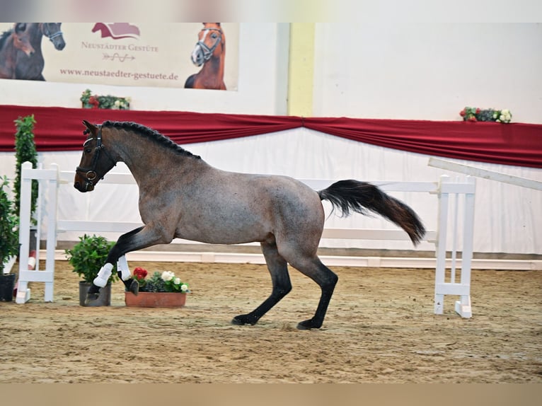 German Riding Pony Stallion 3 years Roan-Bay in Neustadt Dosse