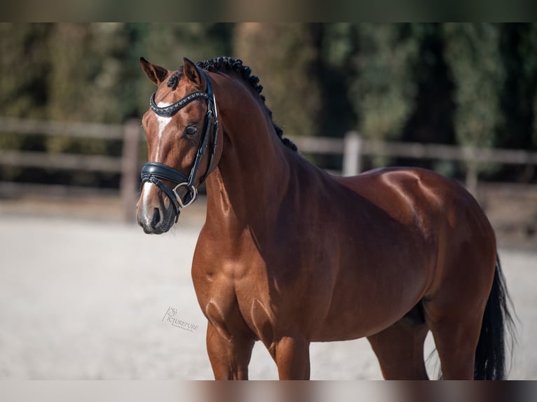 German Riding Pony Stallion 4 years 14.1 hh Bay-Dark in Vlissegem