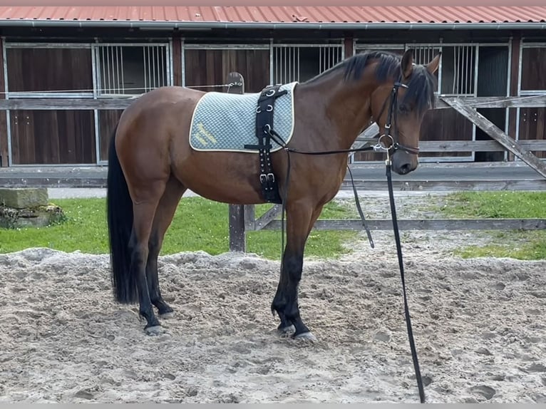 German Riding Pony Stallion 4 years 14,1 hh Brown in Wallrode