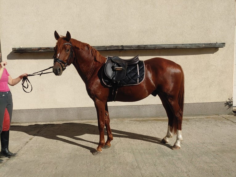 German Riding Pony Stallion 4 years 14,1 hh Chestnut-Red in Buchhain