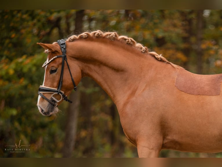 German Riding Pony Stallion 4 years 14,1 hh Chestnut-Red in Wehringen