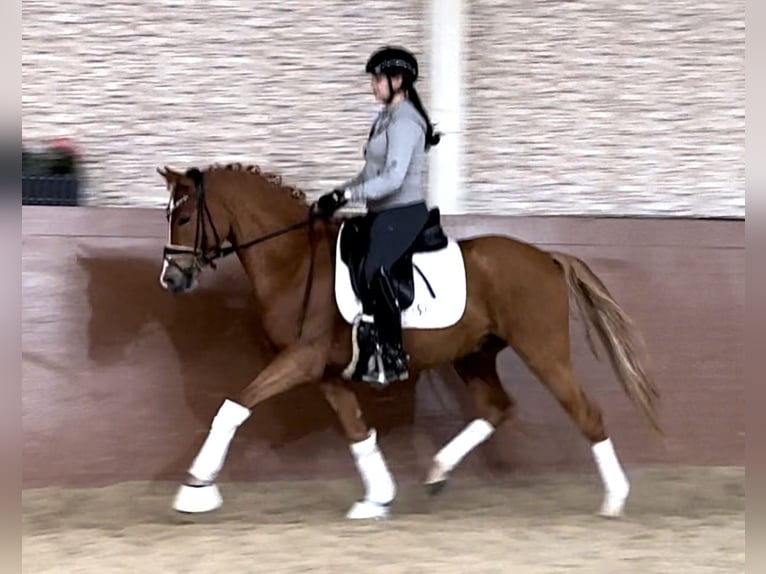 German Riding Pony Stallion 4 years 14,1 hh Chestnut-Red in Wehringen