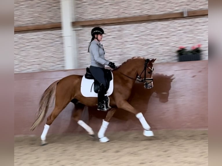 German Riding Pony Stallion 4 years 14,1 hh Chestnut-Red in Wehringen