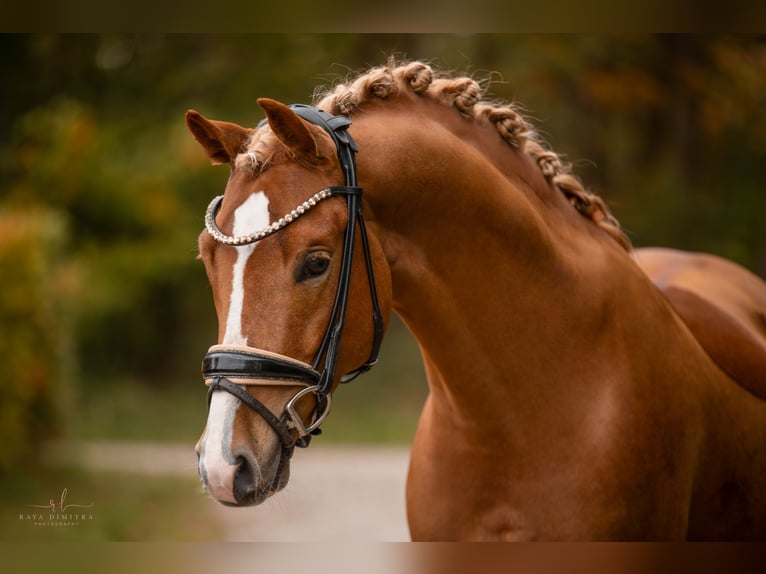 German Riding Pony Stallion 4 years 14,1 hh Chestnut-Red in Wehringen