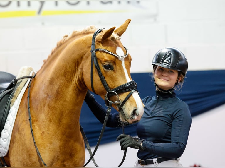 German Riding Pony Stallion 4 years 14,1 hh Chestnut-Red in Marsberg