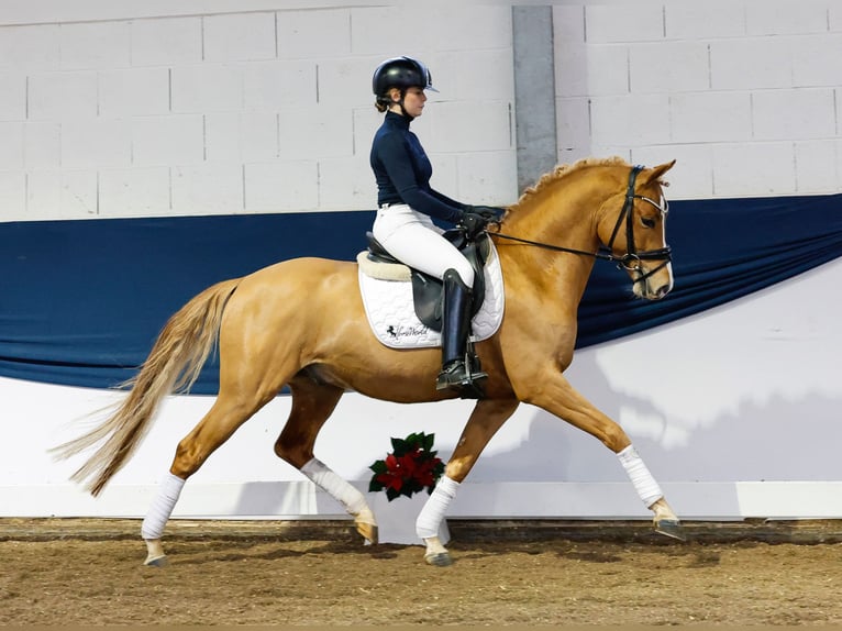 German Riding Pony Stallion 4 years 14,1 hh Chestnut-Red in Marsberg