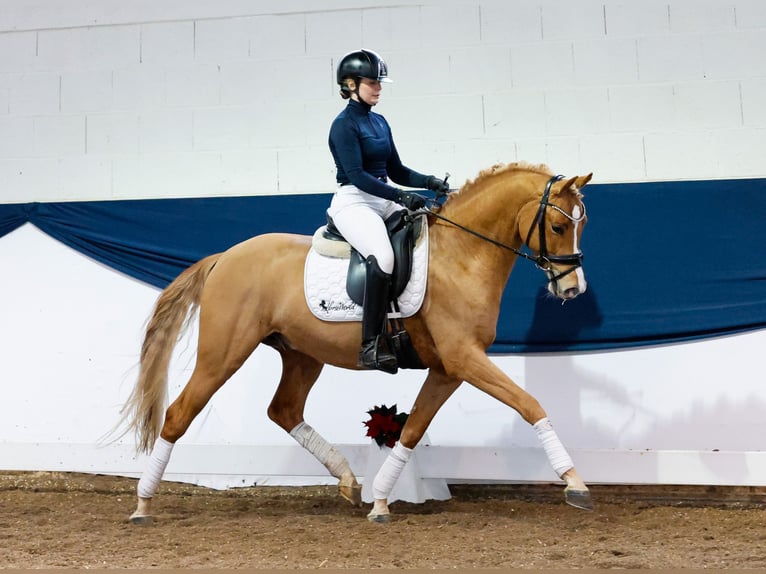 German Riding Pony Stallion 4 years 14,1 hh Chestnut-Red in Marsberg