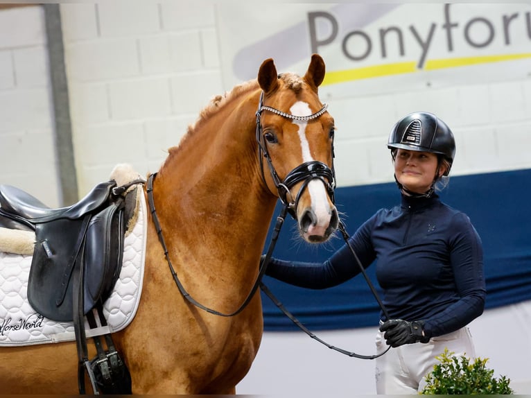 German Riding Pony Stallion 4 years 14,1 hh Chestnut-Red in Marsberg