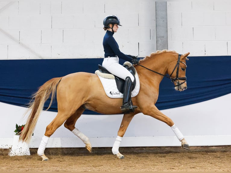 German Riding Pony Stallion 4 years 14,1 hh Chestnut-Red in Marsberg