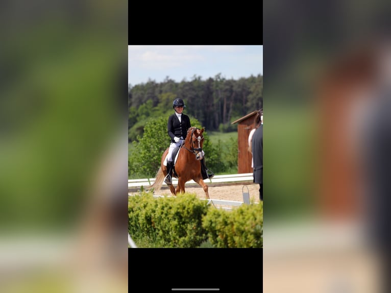 German Riding Pony Stallion 4 years 14,1 hh Chestnut-Red in Lehrberg