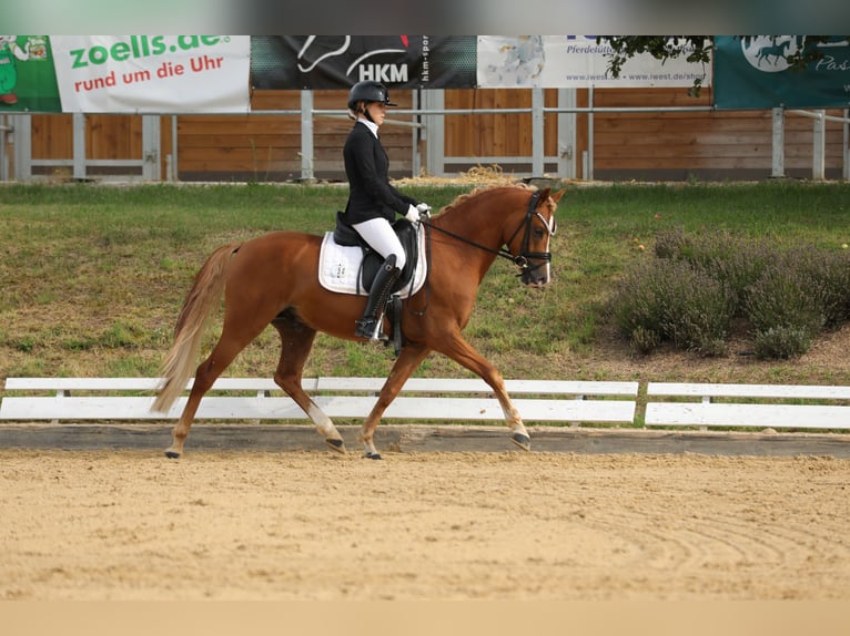 German Riding Pony Stallion 4 years 14,1 hh Chestnut-Red in Lehrberg