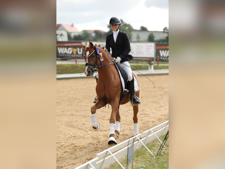 German Riding Pony Stallion 4 years 14,1 hh Chestnut-Red in Lehrberg