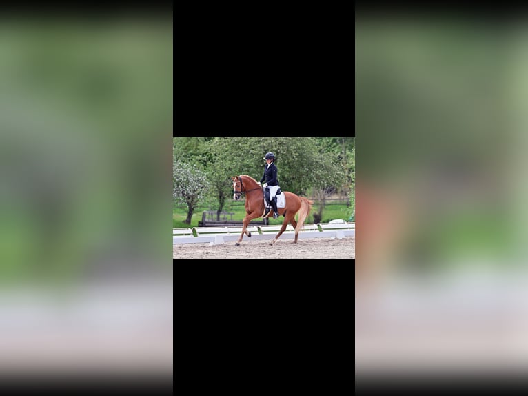 German Riding Pony Stallion 4 years 14,1 hh Chestnut-Red in Lehrberg