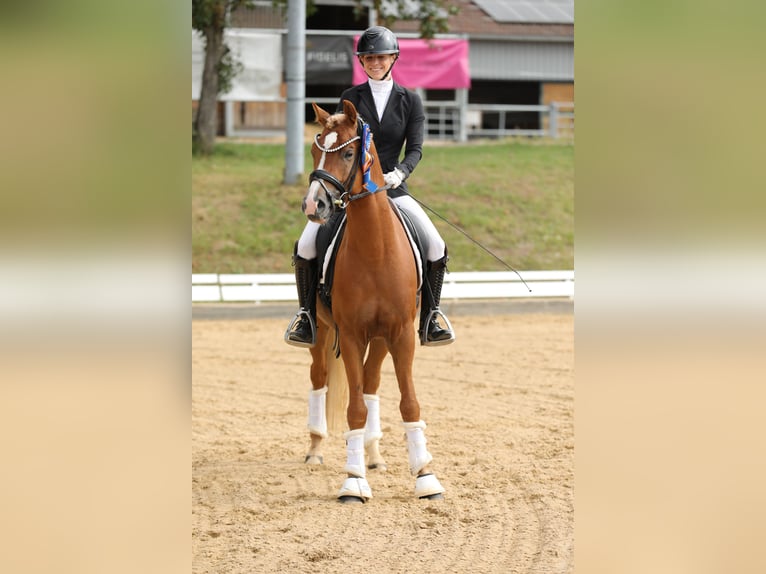 German Riding Pony Stallion 4 years 14,1 hh Chestnut-Red in Lehrberg