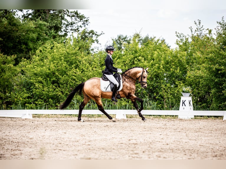 German Riding Pony Stallion 4 years 14.1 hh Dun in Hemmoor