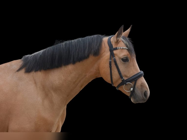 German Riding Pony Stallion 4 years 14,1 hh Dun in Güglingen