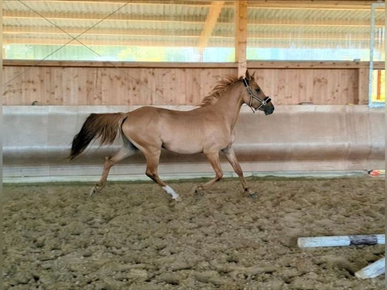 German Riding Pony Stallion 4 years 14,1 hh Dunalino in Eulenberg