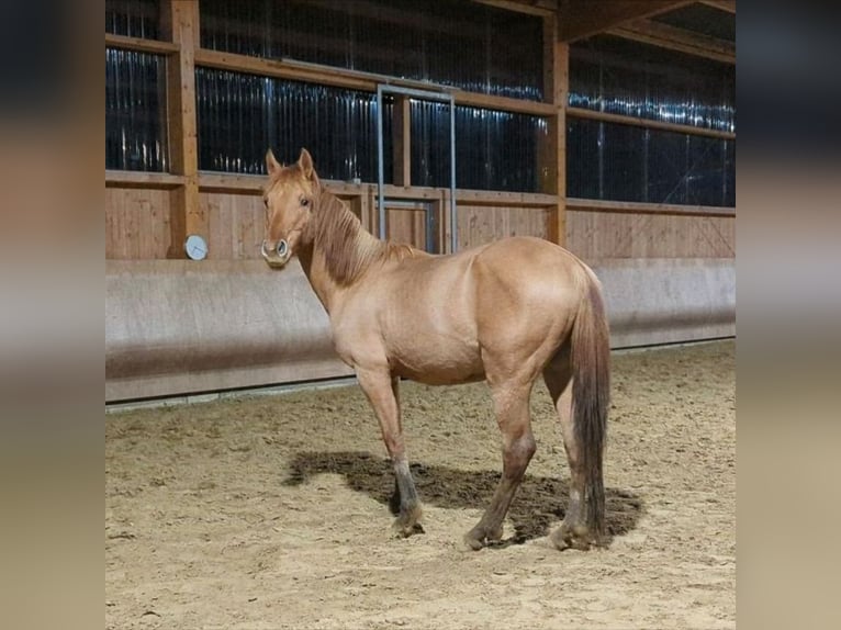 German Riding Pony Stallion 4 years 14,1 hh Dunalino in Eulenberg