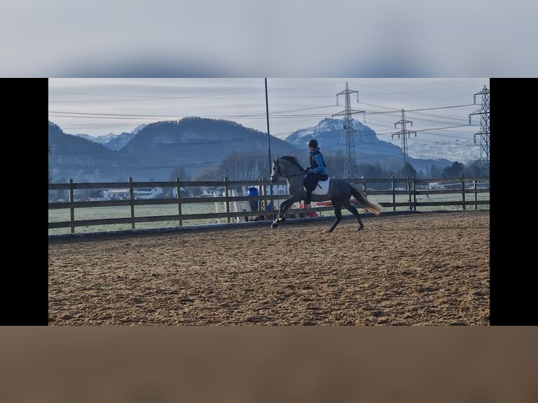 German Riding Pony Stallion 4 years 14,1 hh Gray-Dapple in Hohenems