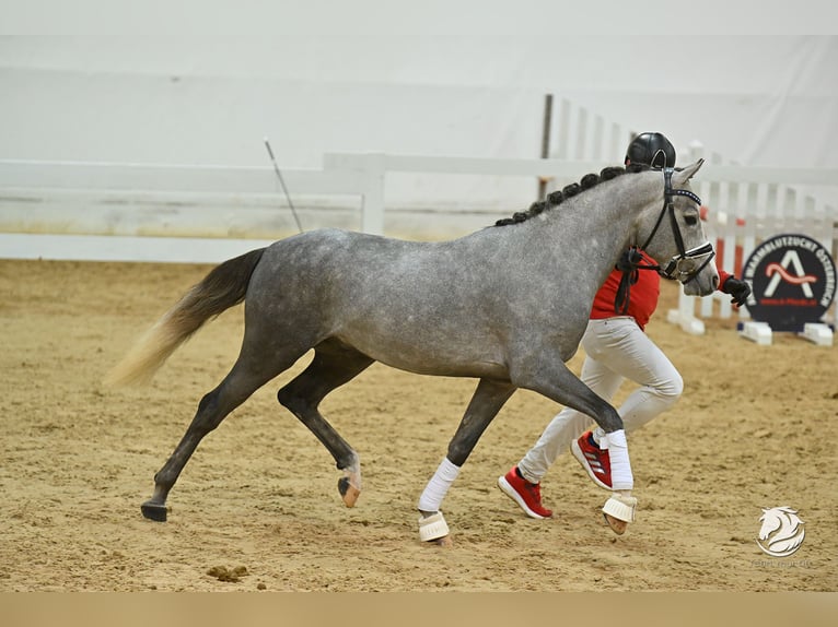 German Riding Pony Stallion 4 years 14,1 hh Gray-Dapple in Hohenems