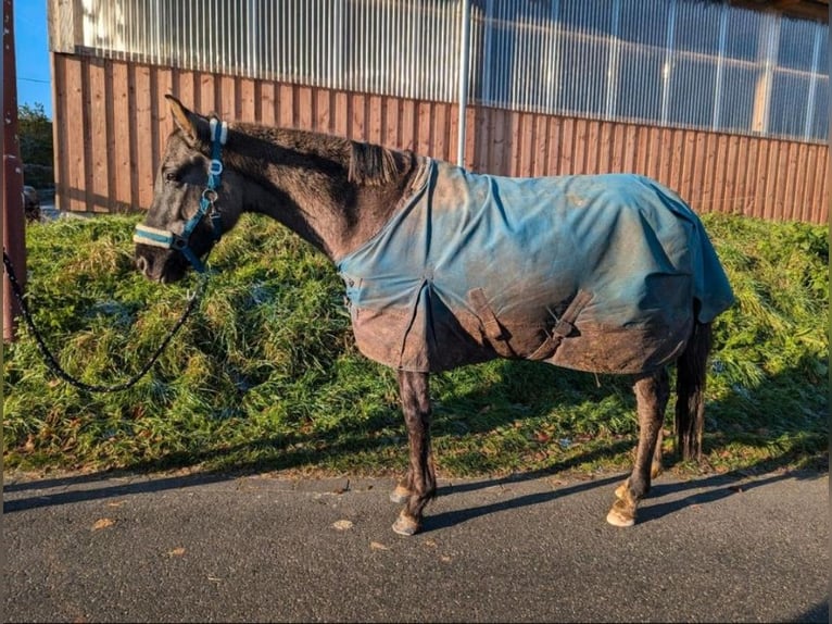 German Riding Pony Stallion 4 years 14,1 hh Grullo in Walterschen